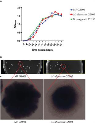 Comparative genome analysis reveals high-level drug resistance markers in a clinical isolate of Mycobacterium fortuitum subsp. fortuitum MF GZ001